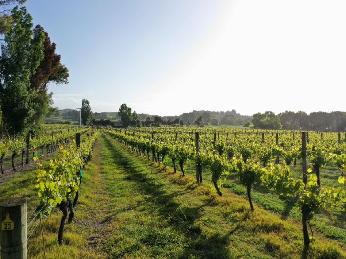 Wine Club - 1 May 2019: Clearview Estate Winery