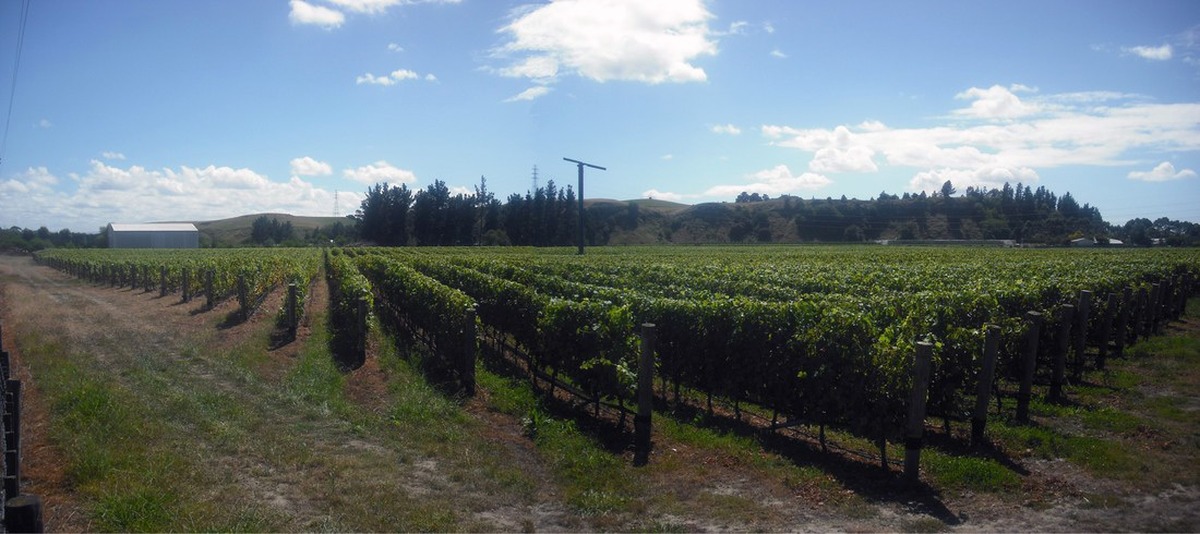 Wine Club - 24 October: Mills Reef Winery